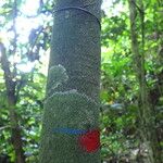 Diospyros abyssinica Schors