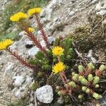 Petrosedum montanum Lorea