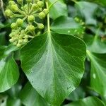 Hedera hibernica पत्ता