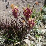 Castilleja pulchella Hàbitat