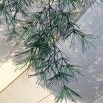 Pinus strobus Φύλλο