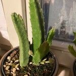 Stapelia grandiflora Leaf