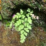 Adiantum tenerum 整株植物