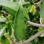 Bomarea edulis Leaf