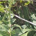 Cirsium erisithales Blad