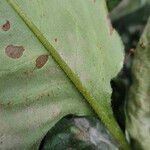 Pulmonaria officinalis Likasa