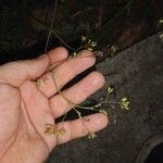 Boerhavia erecta Flower