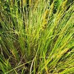 Carex vulpinoidea Hoja