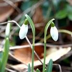 Galanthus nivalis Ďalší