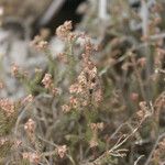 Erica galioides Blomma