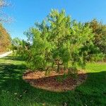 Pinus patula Habit