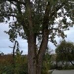 Populus nigra Hábito