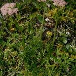 Mutellina adonidifolia 形態