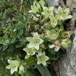 Campanula thyrsoides Blüte