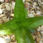 Epilobium tetragonumFolio