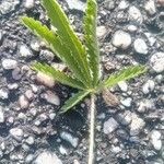 Potentilla pedata Leaf