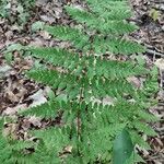 Dryopteris carthusiana Foglia