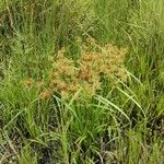 Cyperus dives Hoja