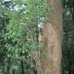 Dasyphyllum diacanthoides Yeri