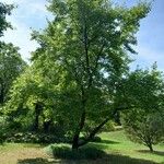 Liquidambar formosana Habitat