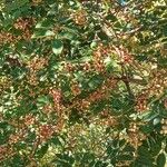 Zanthoxylum americanum Агульны выгляд