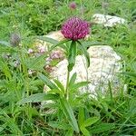 Trifolium rubens Συνήθη χαρακτηριστικά
