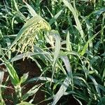 Panicum miliaceum Flor
