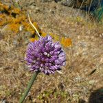 Allium acutiflorum ᱵᱟᱦᱟ