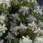 Teucrium polium Квітка