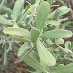 Salvadora australis 葉
