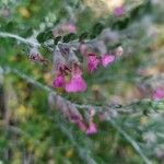 Teucrium marum 花