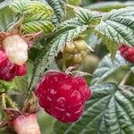 Rubus idaeusFrukt