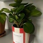 Peperomia magnoliifoliaLeaf