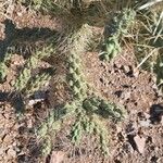 Cylindropuntia fulgida Bark