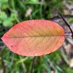 Amelanchier alnifolia Leht