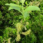 Salix pedicellata 花