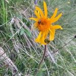 Arnica montana Flower