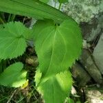 Solidago flexicaulis Blad