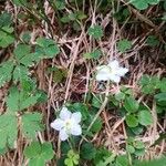 Moneses uniflora Habit