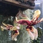 Stanhopea tigrina 花