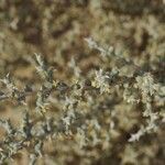 Cornulaca monacantha Hostoa