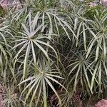 Cyperus alternifolius ഇല