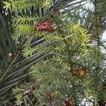 Araucaria cunninghamii Folha
