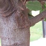 Quercus phillyreoides Kabuk