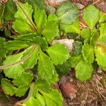 Saxifraga cuneifolia Лист