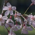 Prunus pedunculata Flower