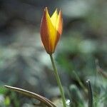 Tulipa sylvestris Květ