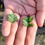 Potentilla canadensis Blad