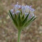 Lomelosia simplex Flor