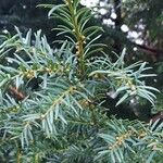 Taxus brevifolia 葉